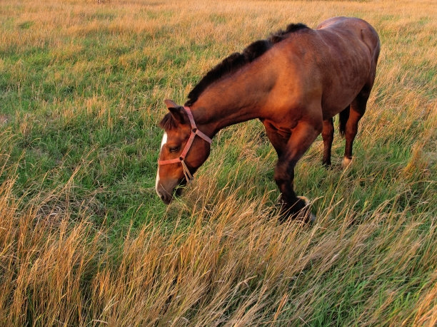 mustang