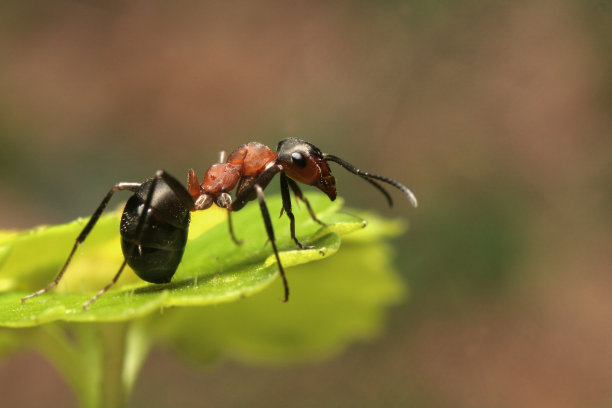 ant