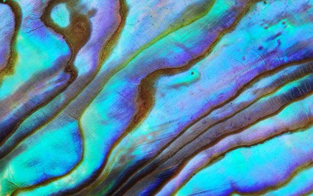 shells