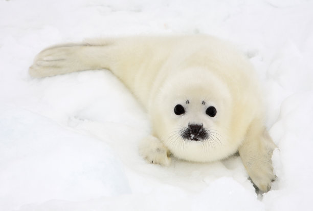 seal