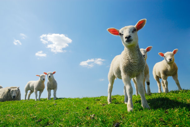 lamb