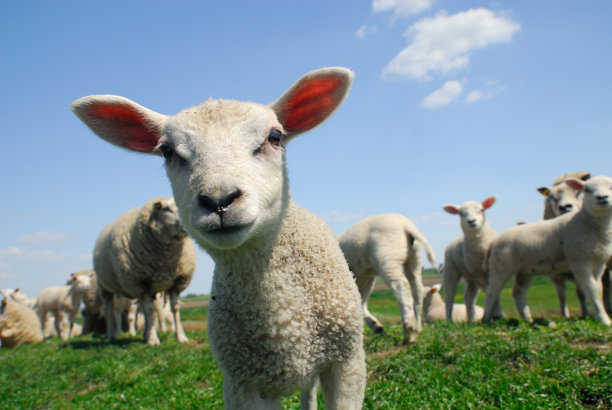 lamb