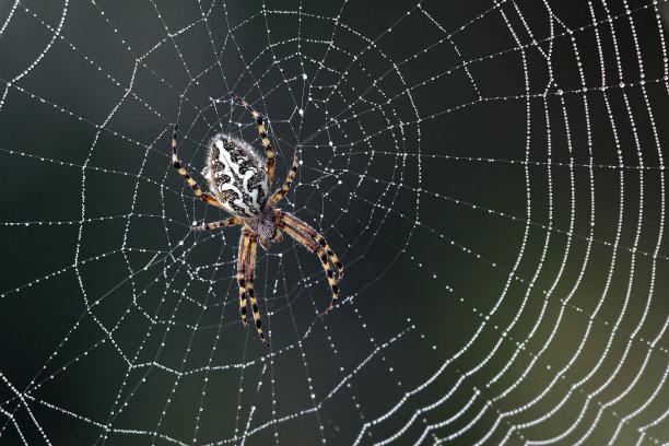 spider