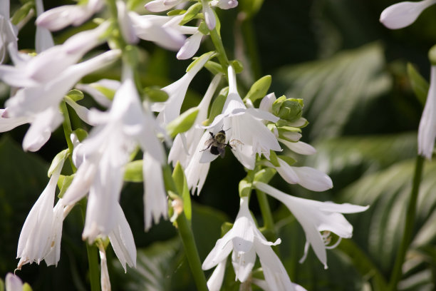 hosta