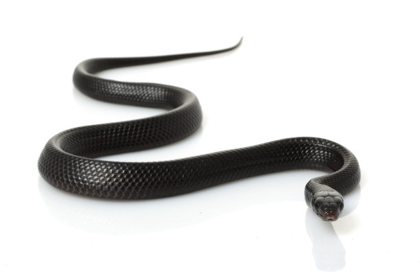 snake