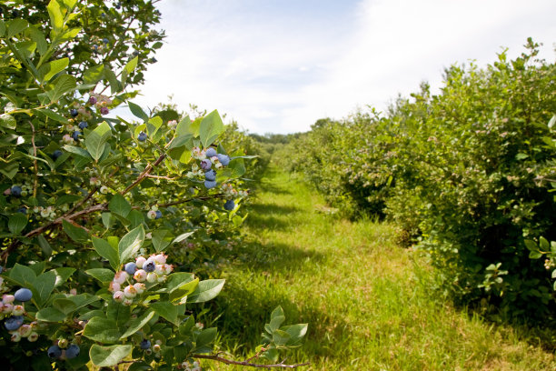 ericaceae