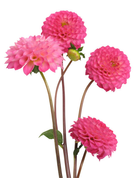dahlia