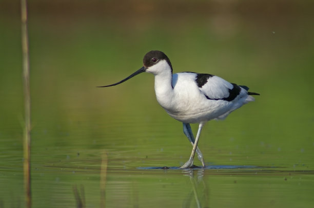 avocet