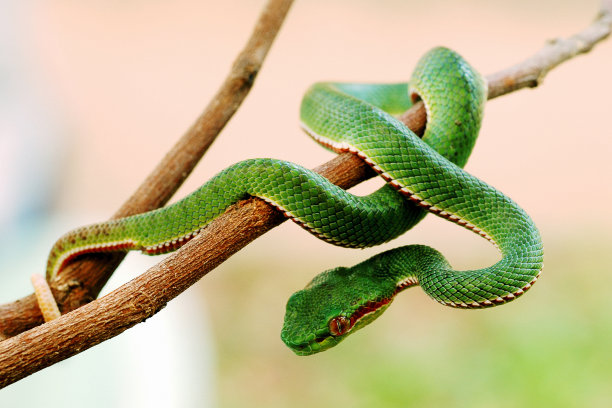 snake