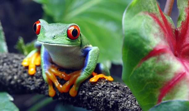 frog