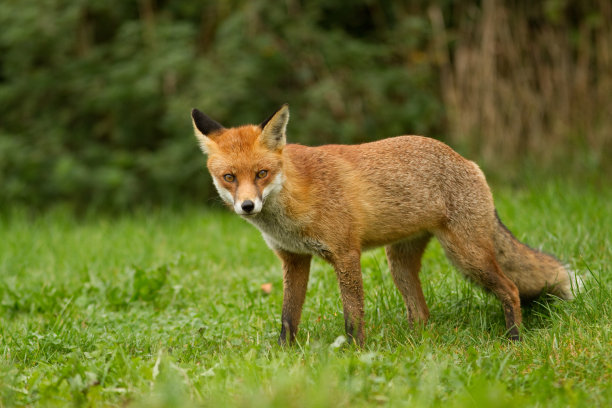 vulpes