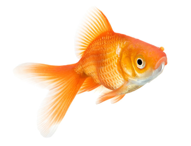 carassius