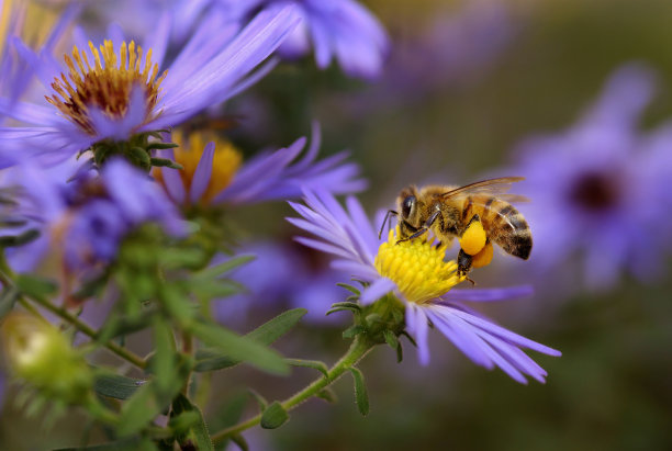 pollination