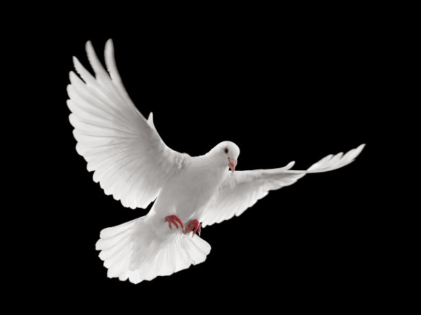 pigeon