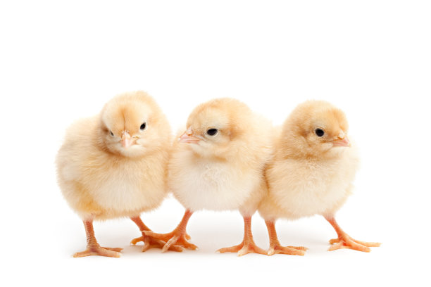 chick