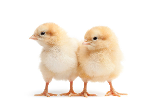 chick