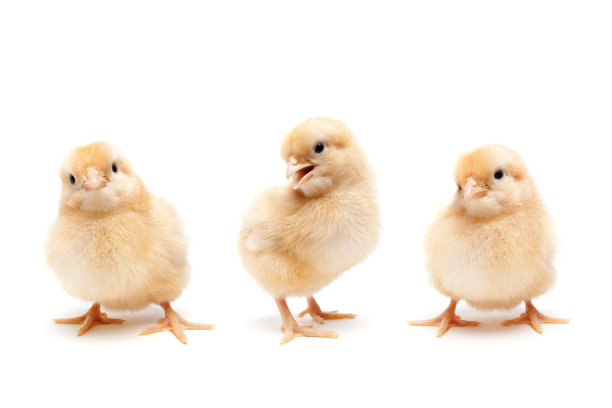 chick
