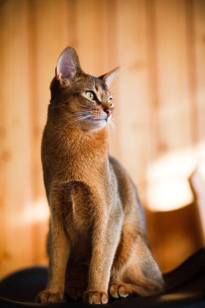 abyssinian猫
