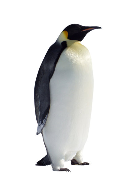 pygoscelis