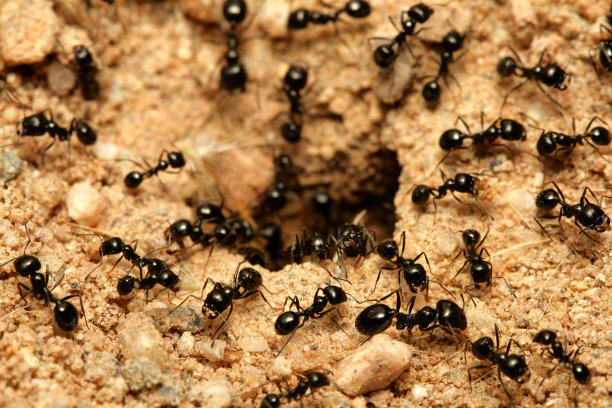 ant