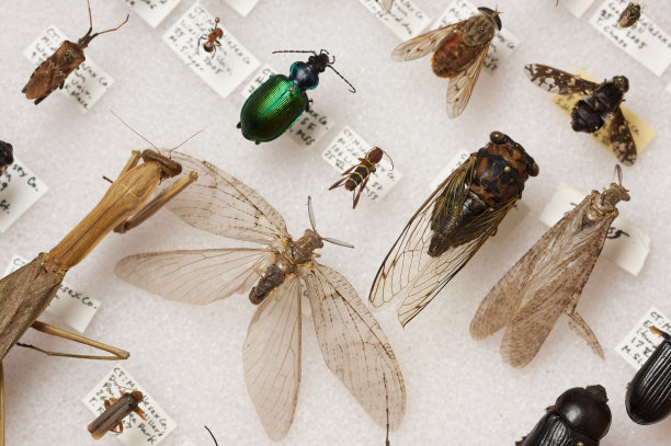 entomology