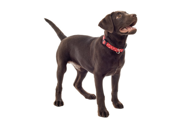 labrador
