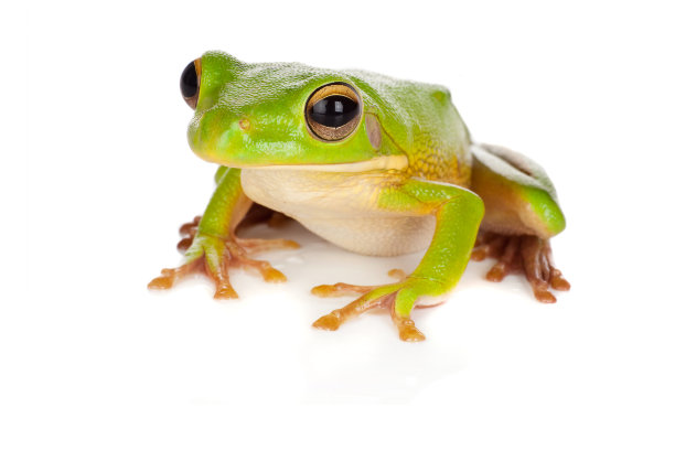 frog