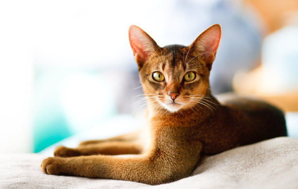 abyssinian猫