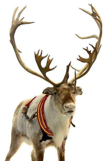 reindeer