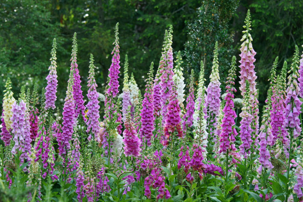 digitalis