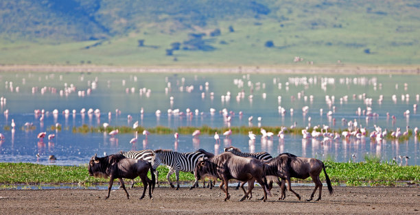 ngorongoro