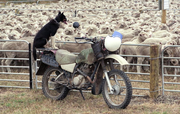 小绵羊摩托车
