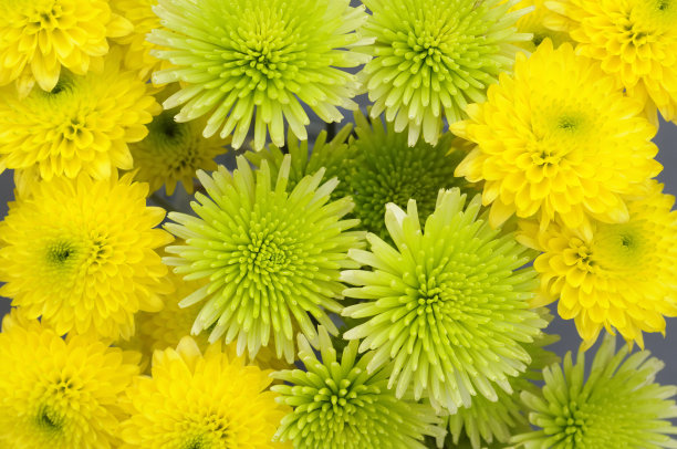 菊花,多年生植物,花头