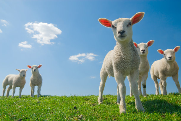 lamb