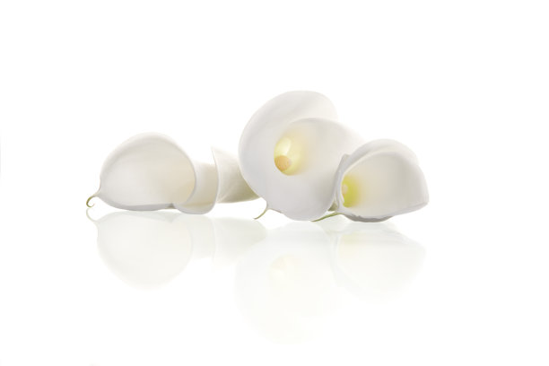 zantedeschia