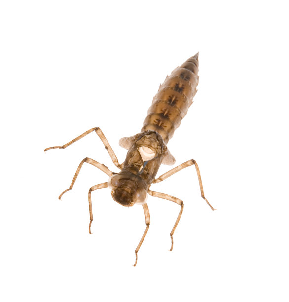 nymph
