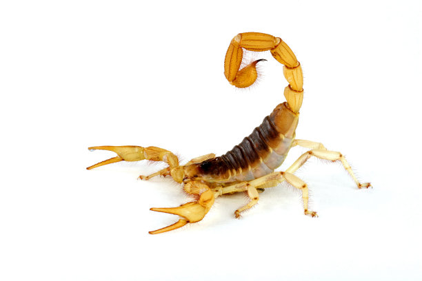 scorpio