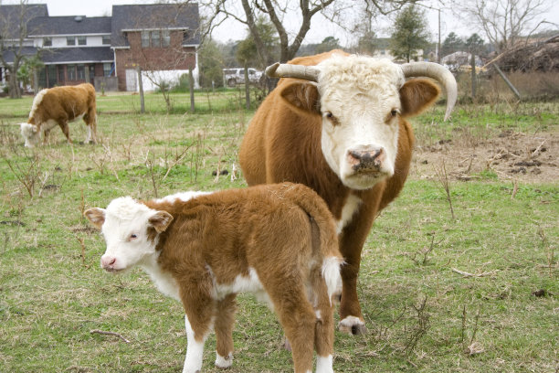 cow