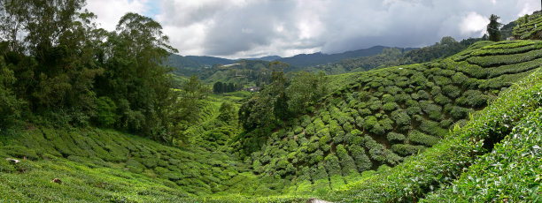 农作物,茶树,种植园