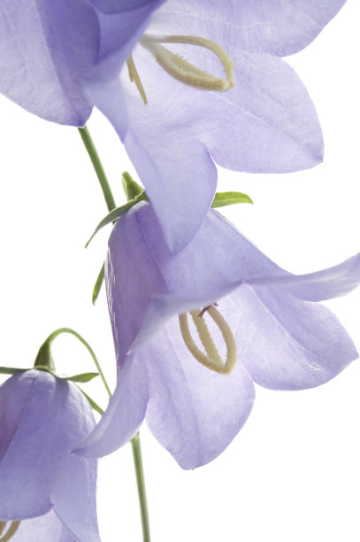 hyacinthoides