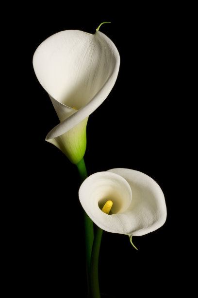 zantedeschia
