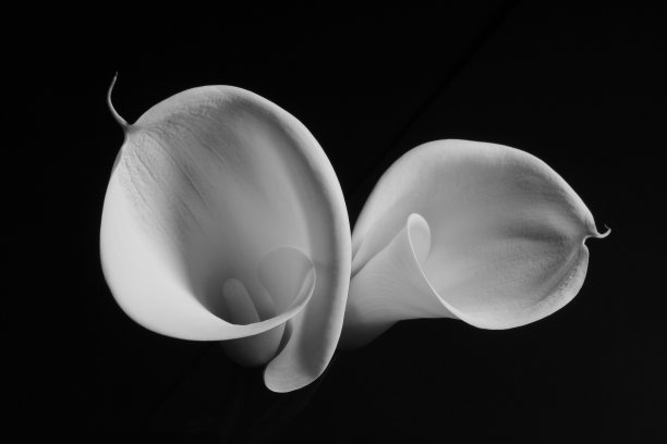 zantedeschia