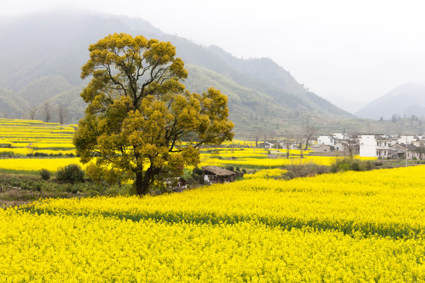 皖南油菜花风光