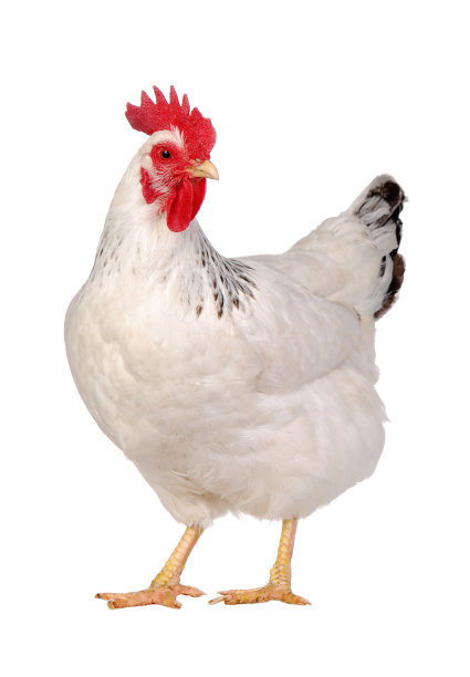 hen