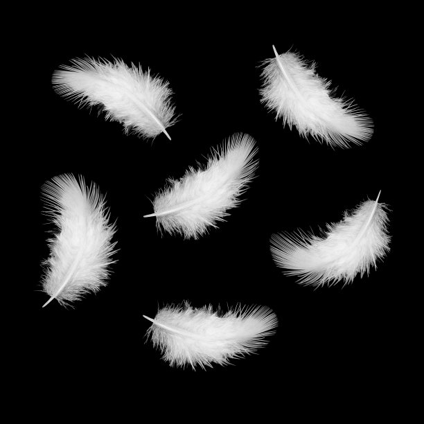 feathers
