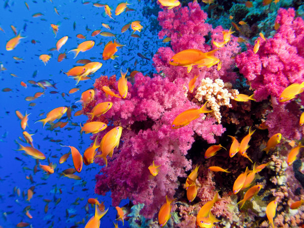五彩的珊瑚