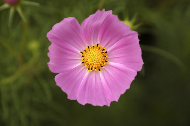 calliopsis