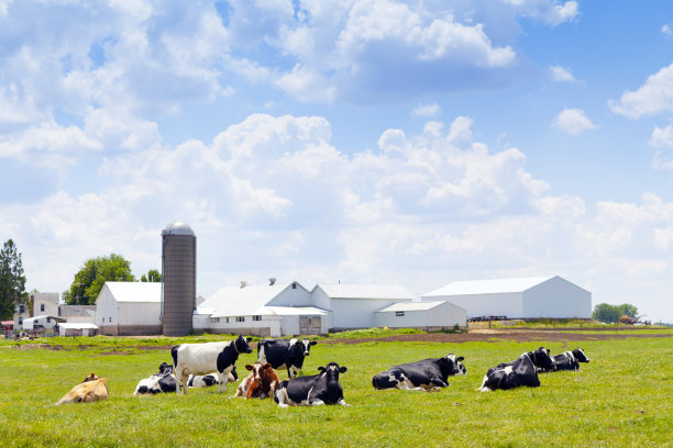 dairy
