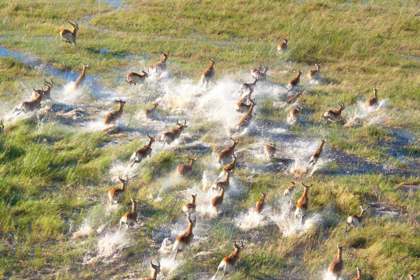 antelope