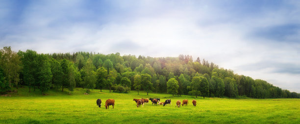 cow